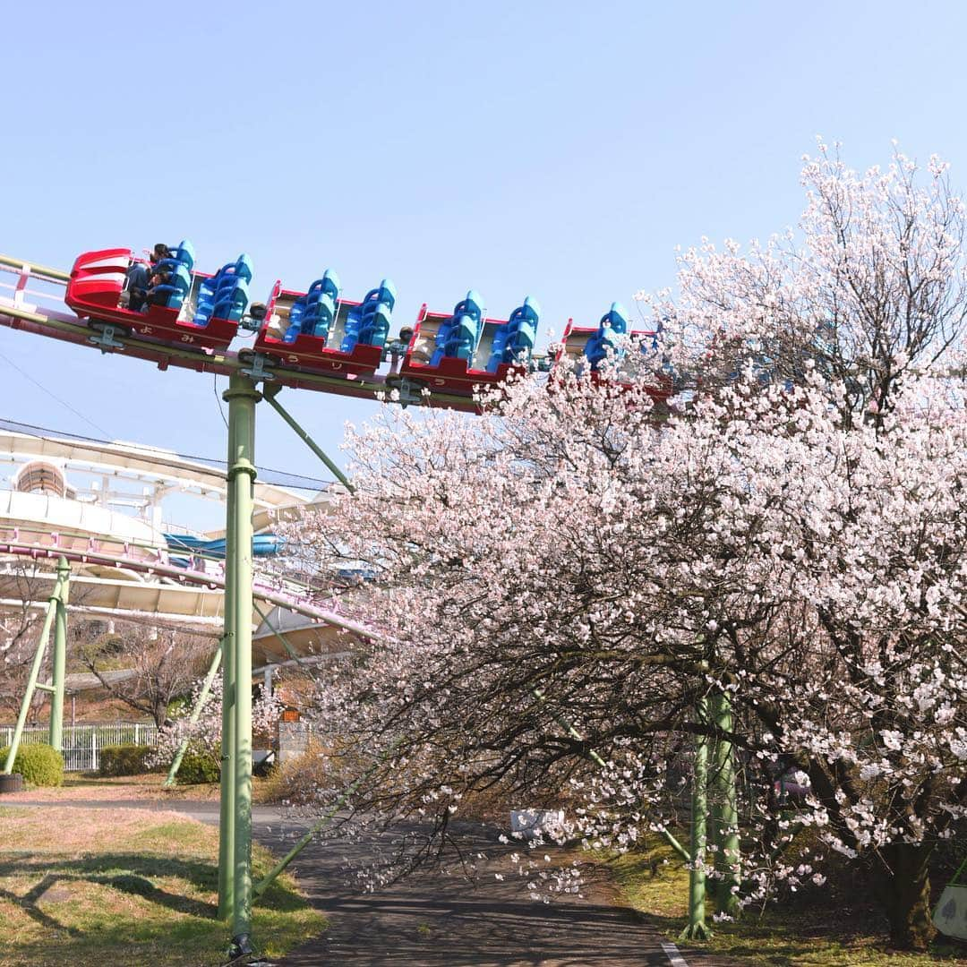 よみうりランドさんのインスタグラム写真 - (よみうりランドInstagram)「【園内の花だより】 今、ループコースターMOMOnGA近くの早咲桜が満開です。 よみうりランドで桜の先取りをしてみませんか？  #よみうりランド #東京 #Tokyo  #Japan #amusementpark #イルミネーション #ジュエルミネーション #jewellumination  #illumination  #光 #ファミリー #家族 #遊園地 #休日 #週末 #小旅行 #女子旅 #観光 #観光スポット #観光地 #instagood #インスタ映えスポット #trip  #宝石イルミ #いいねしてね #海外旅行大好き #flowers #花 #春  #桜」3月17日 18時02分 - yomiuriland