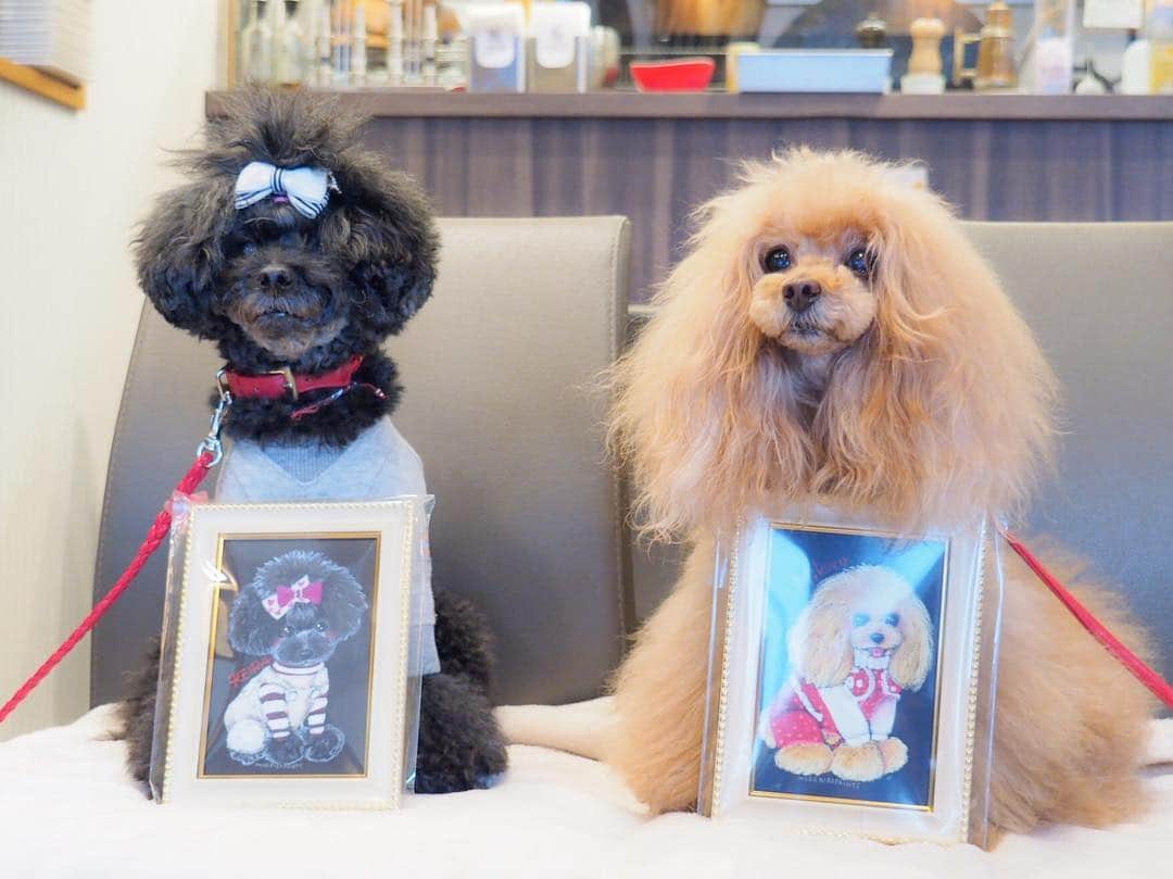 Toypoodle Mikuru?Asakusa Tokyoのグルメインスタ