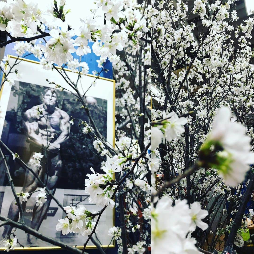 間々田佳子のインスタグラム：「またこの季節がやってきました〜！ サンプレイ桜満開🌸  #サンプレイ #サンプレイフィットネスセンター  #御徒町ジム」