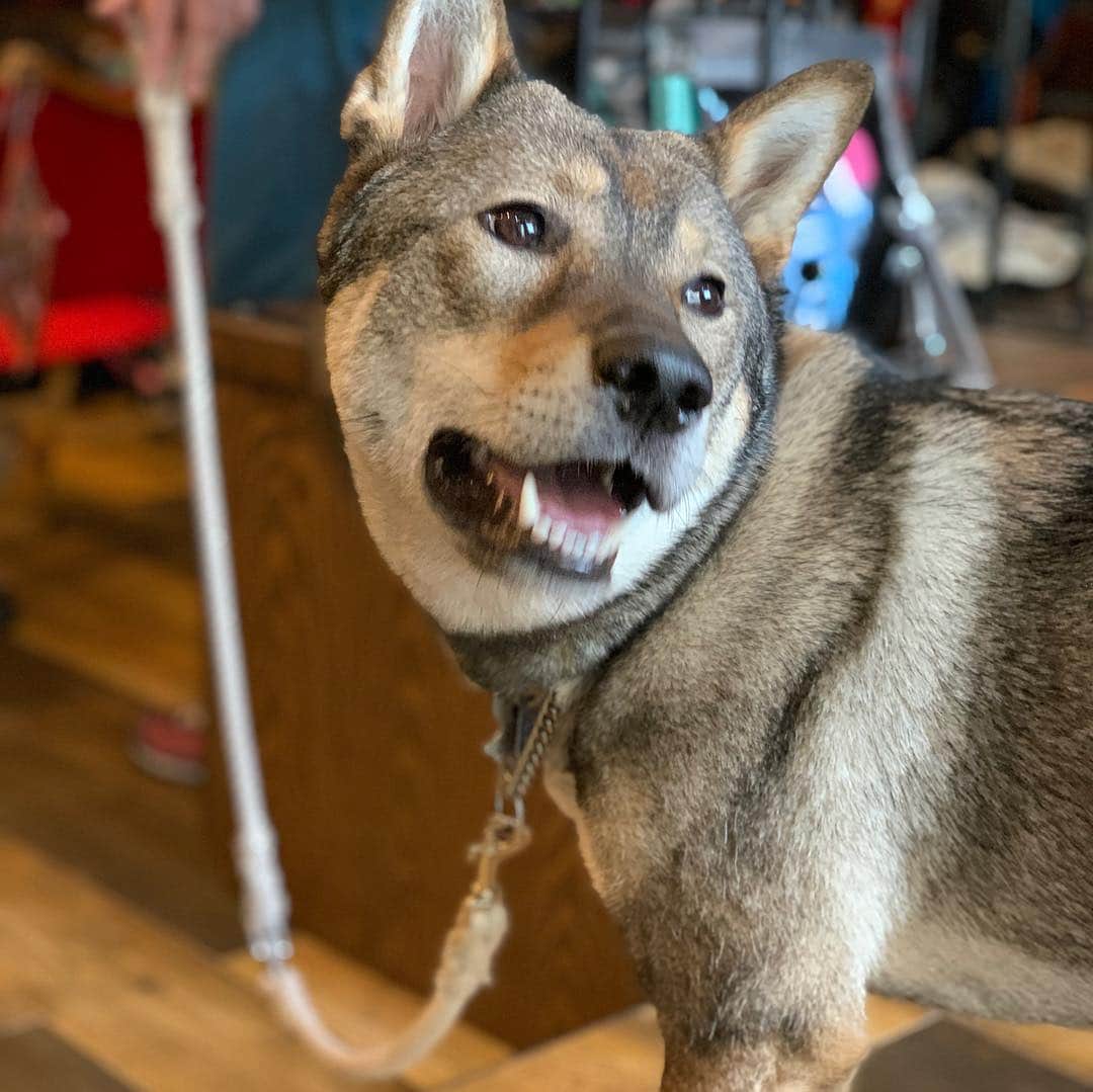Out Tail さんのインスタグラム写真 - (Out Tail Instagram)「・ ルーシーちゃんが遊びに来てくれました💖 ・ 大きくて、かわいいかったです😘⭐️ とてもお利口さんでした😳✨ ✨ ・ また、遊びに来てください🧸✨ ・ #outtail #犬なしでは生きていけません会 #dogcamp #アウトドアドッグ #犬連れキャンプ #犬とキャンプ #dogcamping #dog_outdoor #ワンコ #doggy #キャンプ #orca #ORCA #ウルフギャングマンアンドビースト #k9スポーツサック #キロナイナー #ペンドルトン #イージードッグ #マッドモンスターズ #ワンコのおやつ #ヒューマングレード #ほにほに亭 #はる工房 #ALPHAICON #アルファアイコン #carlson #ドッグセーター #四国犬」3月17日 18時17分 - outtail.dogcamp