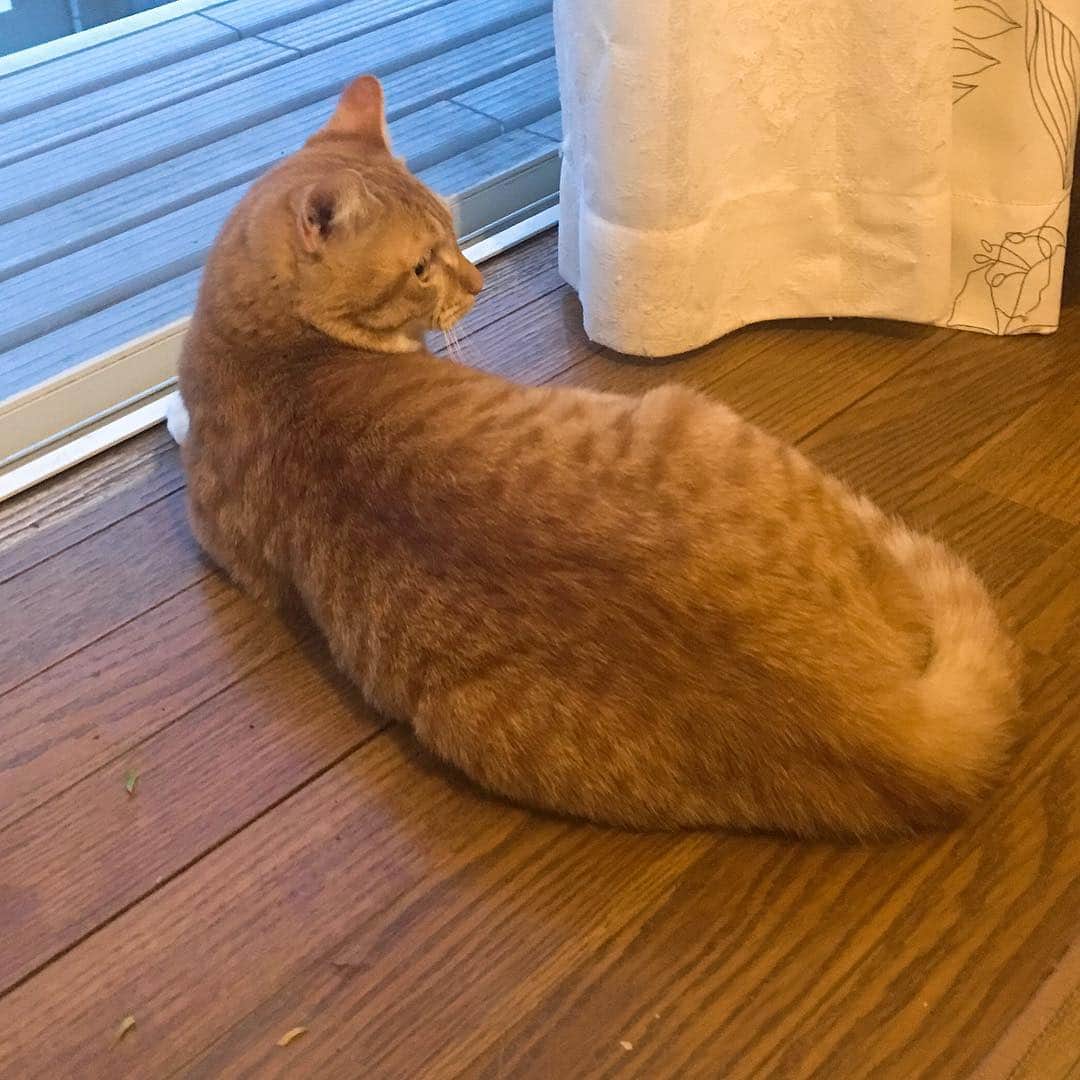 のインスタグラム：「日が長くなりましたね。 #kurohakuchai #tabby #orangetabby #cat #猫 #茶トラ」