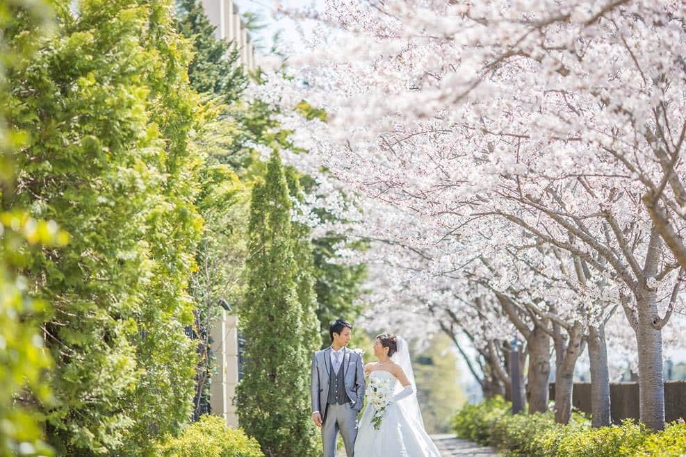 ザ・チェルシーコートおゆみ野ガーデンさんのインスタグラム写真 - (ザ・チェルシーコートおゆみ野ガーデンInstagram)「わくわくするこの季節🌸 今年ももうすぐやってきますね！ 桜と緑のコラボレーションがとても素敵ですね✨ . #チェルシーコート #結婚式打ち合わせ #ナイトウエディング#プロポーズ #プロポーズされました #ゼクシィ #ゼクシィ花嫁  #桜ウエディング#ウエディングケーキ #diy#学園前 #wedding #marryyou #花嫁 #プレ花嫁 #テーブルコーディネート#diy女子 #ピア花会 #ピア花会認定ブライダルレポーター #結婚式準備記録 #weddingcake #桜#ドレス迷子 #ラスティックウェディング#さくら#お花見#night#nightwedding#結婚しました」3月17日 18時38分 - thechelseacourt