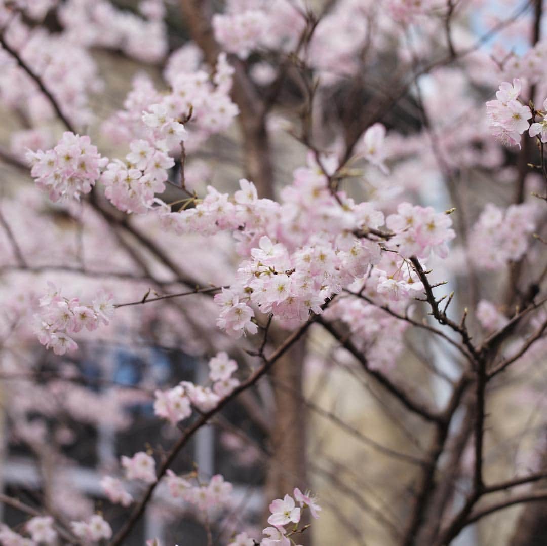 木本泉さんのインスタグラム写真 - (木本泉Instagram)「-﻿ 🌸🌸🌸﻿ ﻿ ﻿ #京都#kyoto#桜#cherryblossom#春#spring」3月17日 18時47分 - izumikimoto