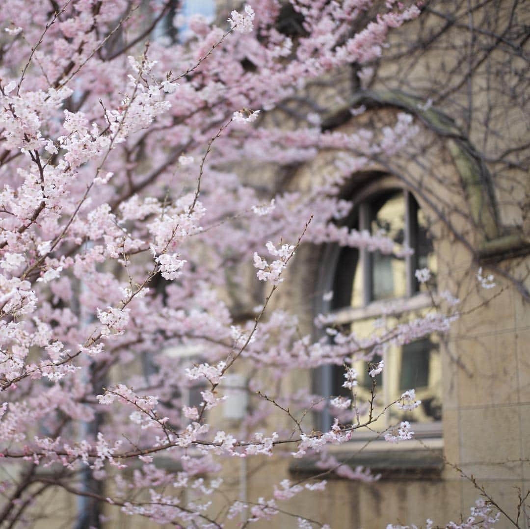 木本泉さんのインスタグラム写真 - (木本泉Instagram)「-﻿ 🌸🌸🌸﻿ ﻿ ﻿ #京都#kyoto#桜#cherryblossom#春#spring」3月17日 18時47分 - izumikimoto