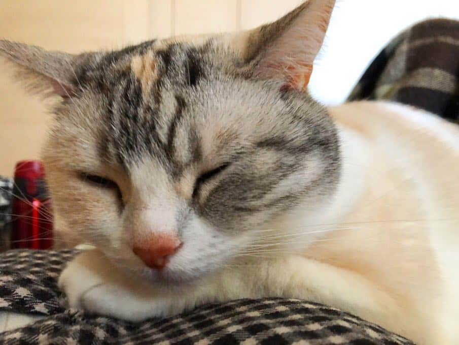 Natsukiのインスタグラム：「久しぶりの連休で自宅にずっといると、猫たちがべったりになります(笑)  ずっとお腹の上で寝てて重い！w  #cat  #scottishfold  #猫のいる暮らし」