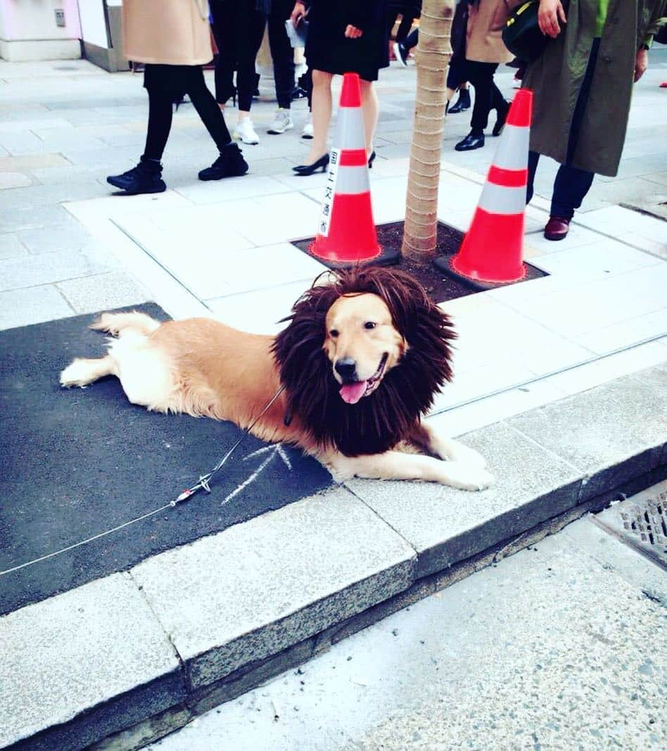 山本かおりさんのインスタグラム写真 - (山本かおりInstagram)「#銀座 に #ライオン さんがいらっしゃいましゅた🦁  #긴자 에 #사자 가 있었습니다🦁  #ginza #lion #ginzalion #モデルかと思うくらい #おしとやか #발경 #アイドル #cutelion #좋아해 #japanstreet #귀여워」3月17日 18時50分 - mochamocchan