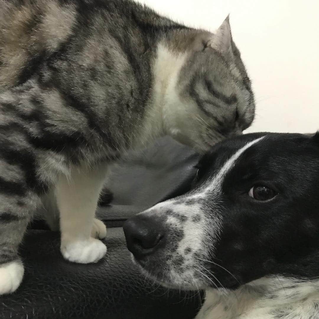 KATSUOのインスタグラム：「. 😾てめーぜったいママにいうんじゃねーぞ 🐶わかったでつ... 🤔💭 . #cat #dog #pets #dogstagram #instadog #petstagram #catstagram#instacat #cutecat  #パワハラ」