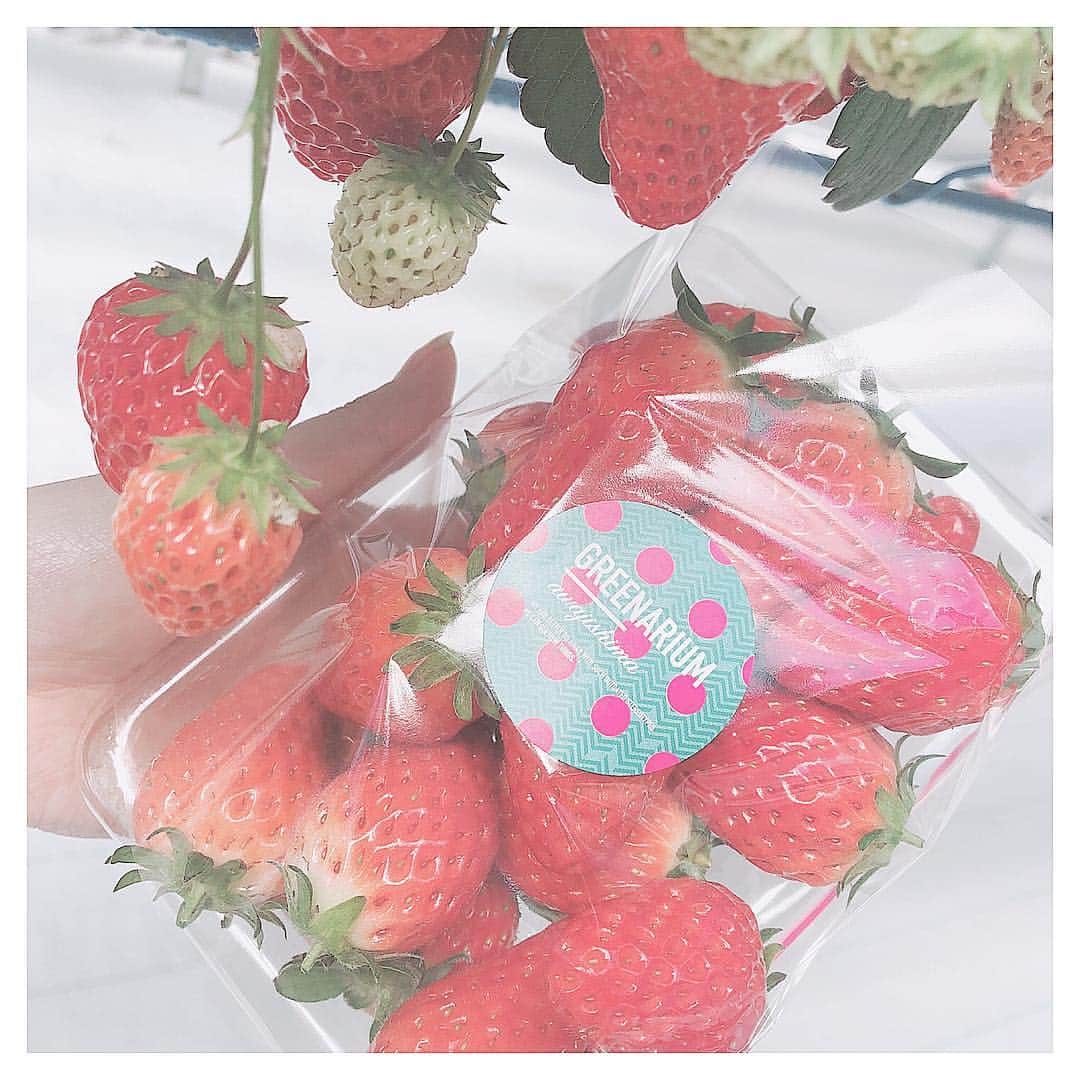 のインスタグラム：「こないだ淡路島に友達といちご狩りにいってきました🍓綺麗な施設に気さくなスタッフさん😊✨自分の頭の上にいちごがなってて不思議な感じだった👀✨詳しくは次にpostするね💗いちごみるくが美味しかった(^^)✨✨✨ #淡路島 #いちごみるく #いちご狩り #グリナリウム淡路島 #淡路島いちご狩り #いちご #苺 #章姫」