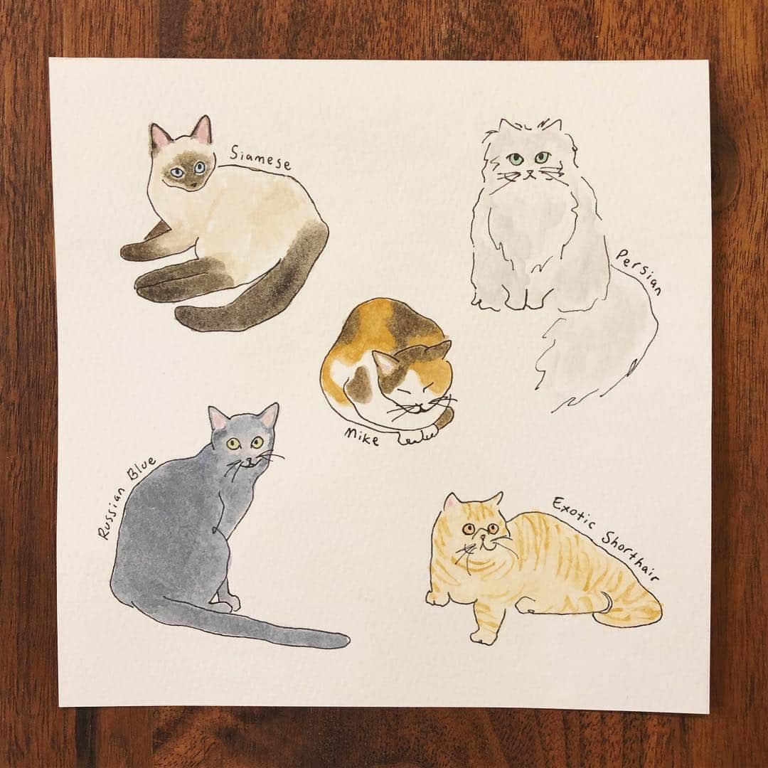 Apricots Artのインスタグラム：「ねこ Illusted by Mina #cat#cats」