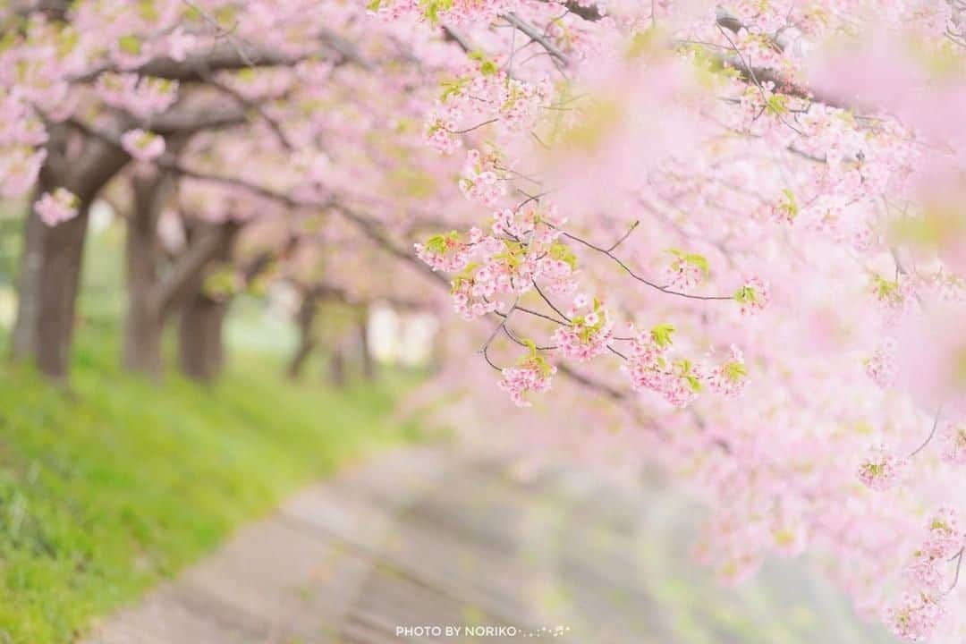花の写真館のインスタグラム：「Photo by Noriko Sugimoto.⠀ https://www.facebook.com/noriko.sugimoto.921⠀ .⠀ Original Post[投稿頂いたURL]⠀ https://www.facebook.com/photo.php?fbid=1069151329938620⠀ .⠀ 本アカウントは、 #私の花の写真 をつけてInstagramに投稿された皆さまの花の写真や、「花の写真館」Facebookページで投稿された花の写真を紹介します。⠀ 「花の写真館」Facebookページは、「 @floral.photograph 」のプロフィールにあるURLからご覧ください。⠀ .⠀ #花の写真館 #floralphotograph #floralphoto #flower #flowers #富士フイルム #FUJIFILM⠀ Follow: @floral.photograph」