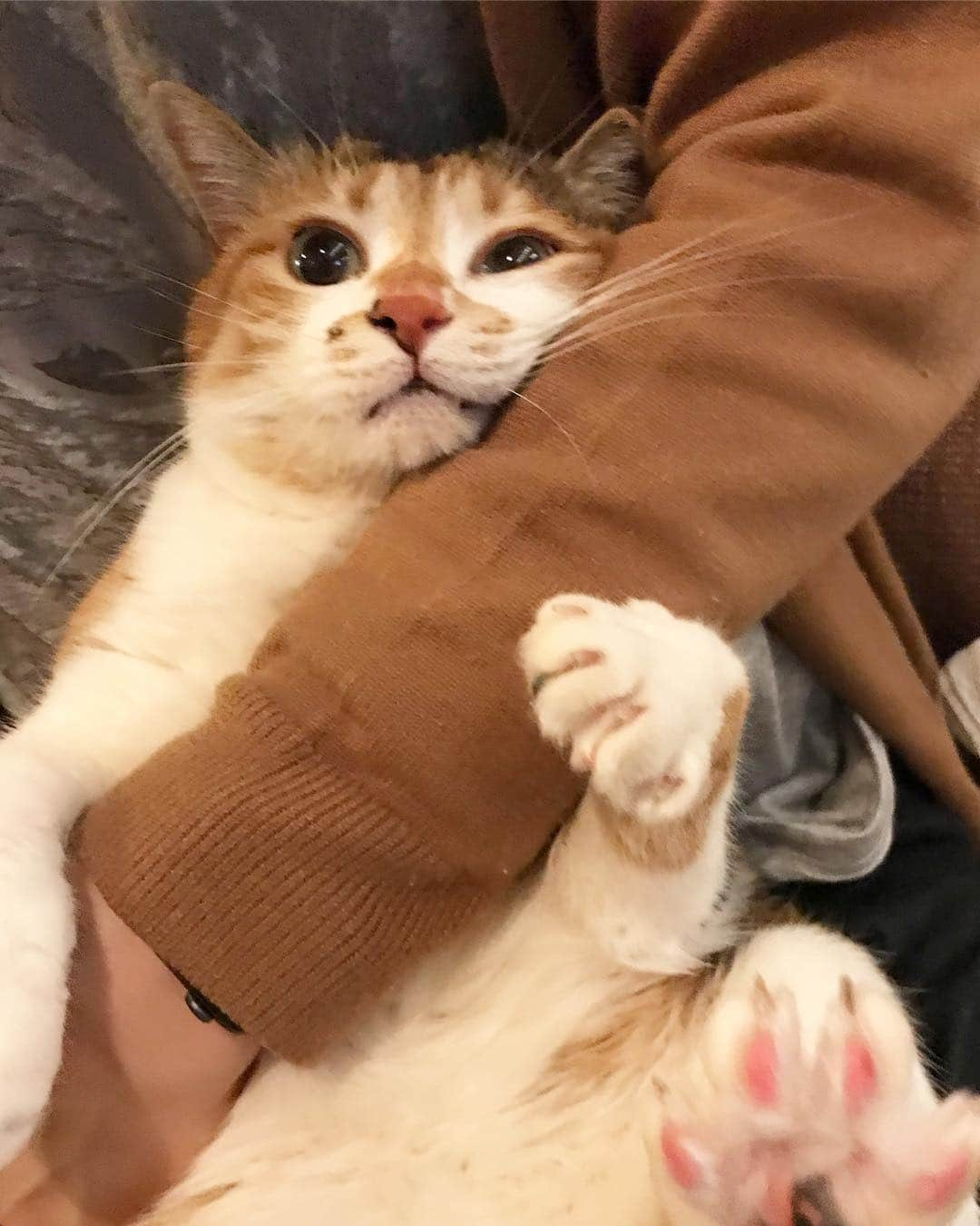 山田稔明さんのインスタグラム写真 - (山田稔明Instagram)「ただいまー #ポチ実 #三毛猫」3月17日 19時32分 - toshiakiyamada