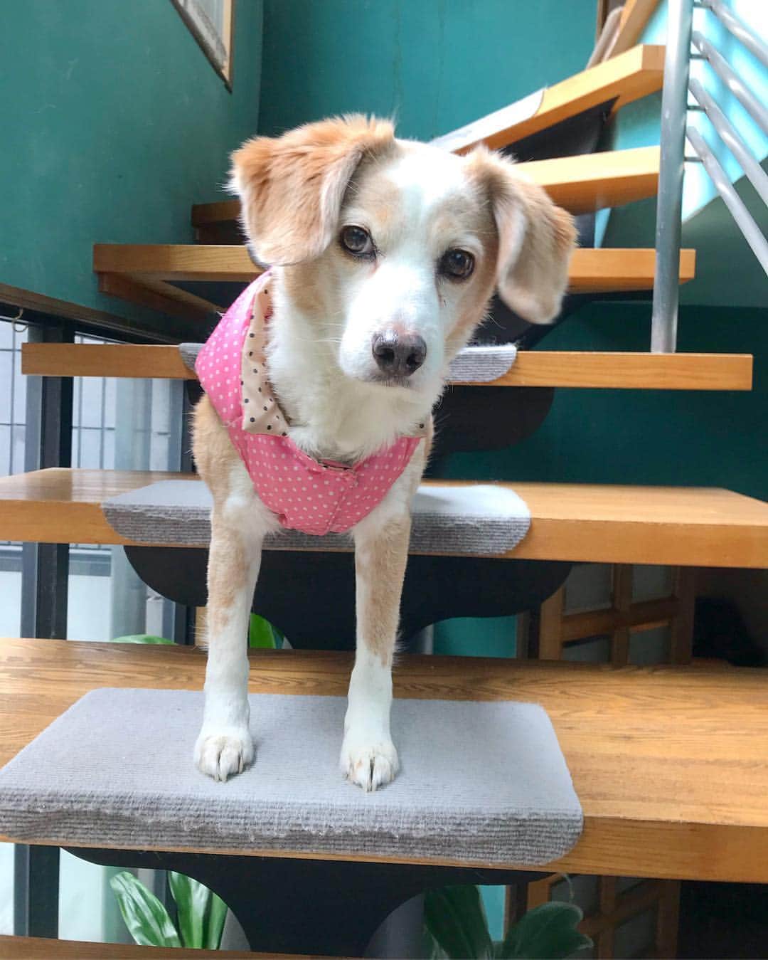 のインスタグラム：「. . 犬猫のフローリング 歩く爪のカチカチ音が愛おしいあるある 〜  ここちゃん なかなかカメラ目線撮れません👴🏻🐕 #犬を飼ってない生活」