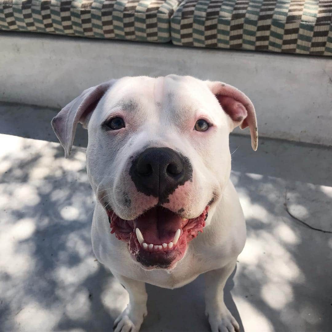 のインスタグラム：「Thank you @thefurgotten for hosting a great party yesterday in support of your amazing foundation. 🎉. We appreciate all that you do! 🐶🙌 #thefurgotten #rescuedogfoundation #scout」