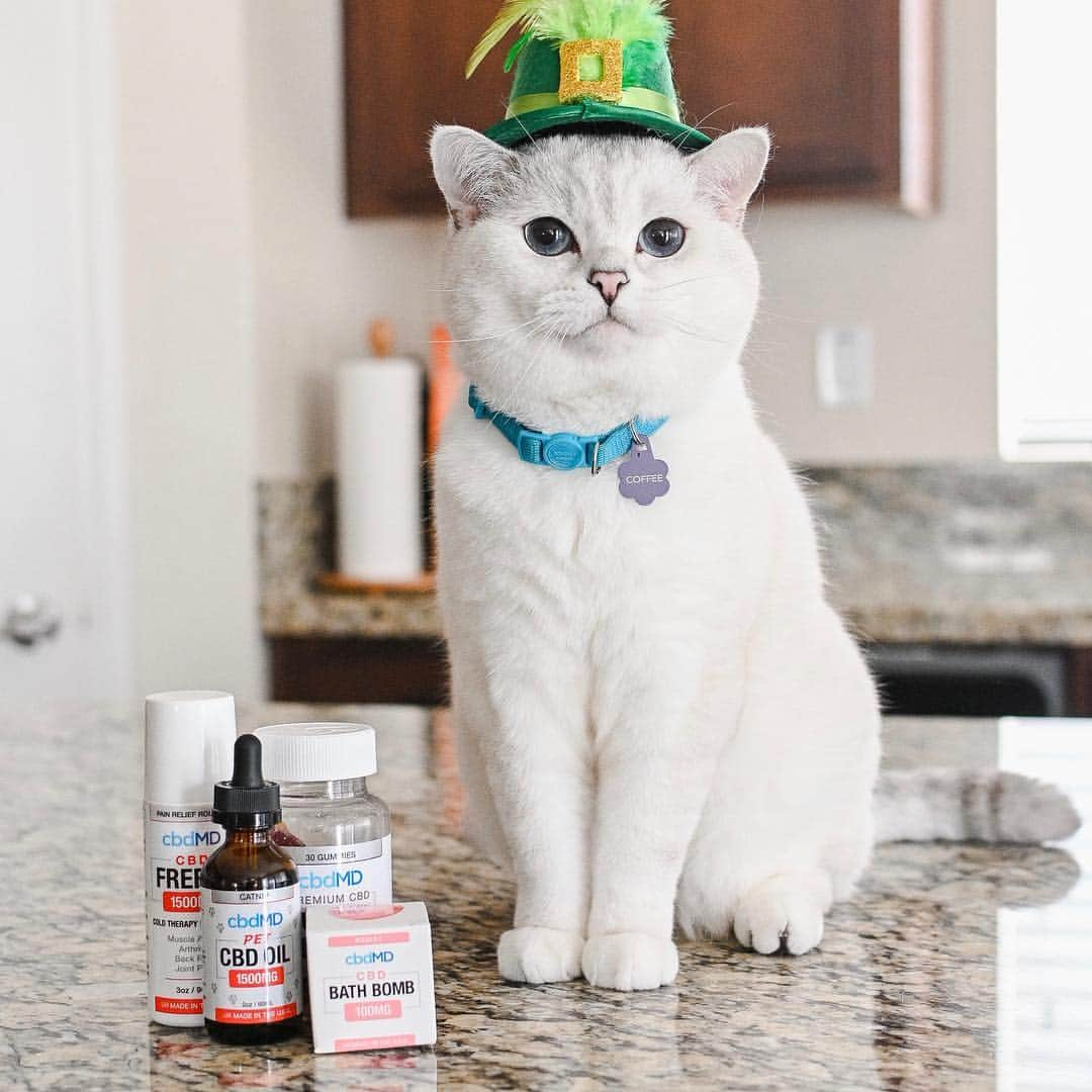 ミスター・ホワイトさんのインスタグラム写真 - (ミスター・ホワイトInstagram)「#CBDoil does not change a kitty’s  state of mind when they use it and it has so many amazing health benefits! Learn how @cbdMD.USA can help your furry friend by clicking the link in bio. Use coupon code COFFEE for 20% off your first order of human and pet products」3月18日 5時02分 - white_coffee_cat