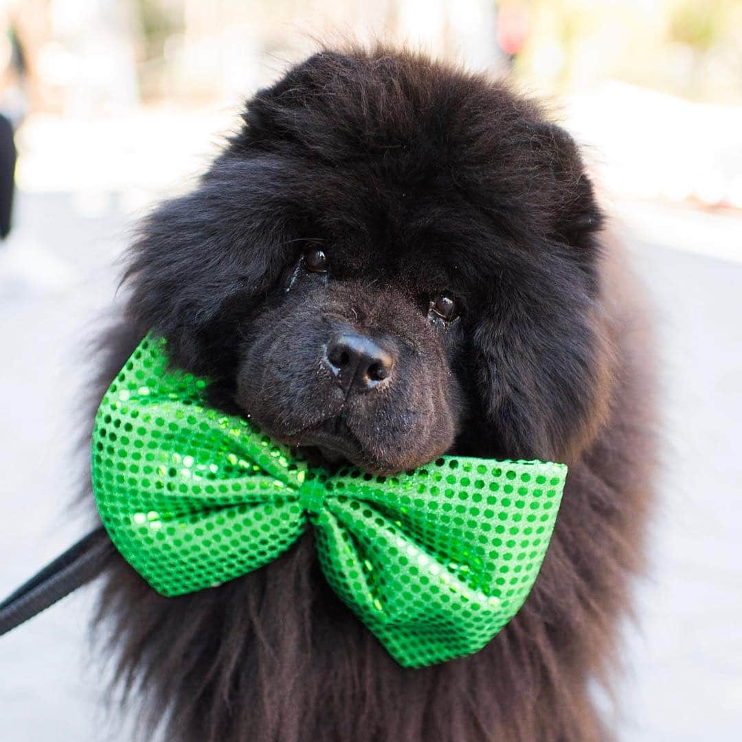 The Dogistさんのインスタグラム写真 - (The DogistInstagram)「Oscar, Chow Chow (9 y/o), Washington Square Park, New York, NY • “His new thing is he lunges at suitcases because he hates when I go away on vacation.” @oscarthechowchow • Happy Saint Patrick’s Day! 🍀」3月18日 5時04分 - thedogist