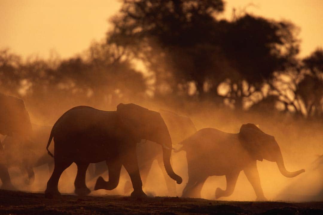 のインスタグラム：「Photo by @beverlyjoubert | A herd of African elephants stir up dust clouds in Chobe National Park, Botswana. #AfricanElephant #Wildlife #Botswana」
