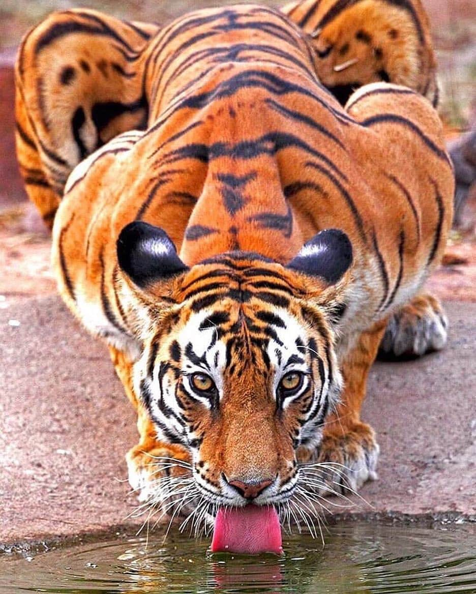 Canon Photographyさんのインスタグラム写真 - (Canon PhotographyInstagram)「What a majestic animal of this Bengal Tiger! Not sure I’ve ever seen a more beautiful animal!  Photography | @mihirwildmahajan  India  #canon_photos #tiger #bengaltiger #india #beautiful」3月18日 5時18分 - cpcollectives