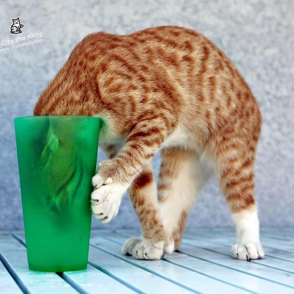 City the Kittyさんのインスタグラム写真 - (City the KittyInstagram)「Happy St. Patricks Day! 🍀 Don't drink to much green beer!  #stpattysday #stpatricksday  www.citythekitty.org」3月18日 5時33分 - citythekitty