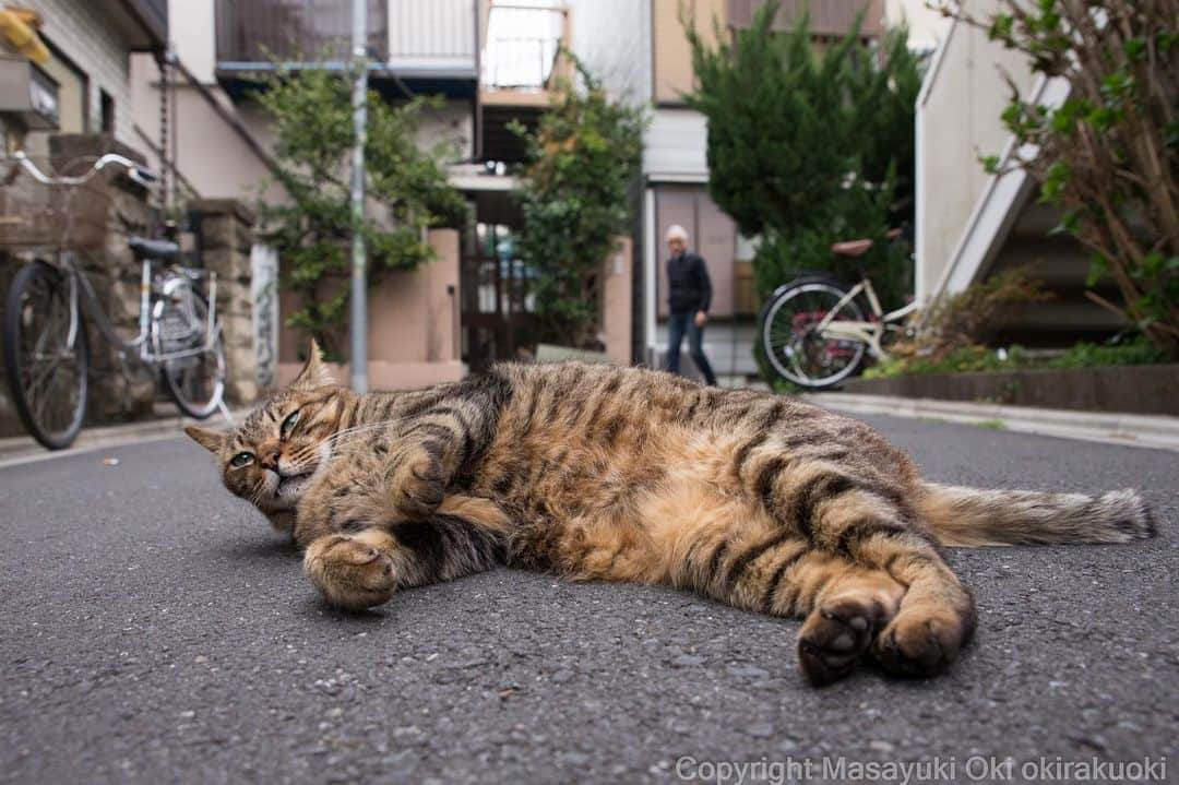 Masayukiさんのインスタグラム写真 - (MasayukiInstagram)「小さいおじさん。  おはようございます。 Good morning from Tokyo Japan 🌅  #cat #ねこ」3月18日 6時01分 - okirakuoki