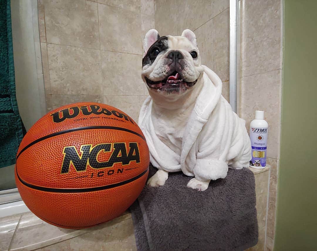 Manny The Frenchieさんのインスタグラム写真 - (Manny The FrenchieInstagram)「These games are so exciting! Quick Zymox bathtime at halftime!! Did you guys know @zymox_official shampoo is pure and gentle enough for puppies and kittens, does not contain harsh detergents, steroids, or petroleum by-products, calms and soothes itchy allergy prone skin AND provides natural inflammation relief! Plus it smells awesome! . 🏀Wanna WIN some?! Comment your game predictions and tag a friend for a chance to win a bottle of ZYMOX Shampoo! One random winner will be chosen after the game! 😃🛀🏀 #ZYMOXShampoo #ZYMOX20thAnniversary #ZYMOXMarchMadnessGiveaway」3月18日 5時56分 - manny_the_frenchie
