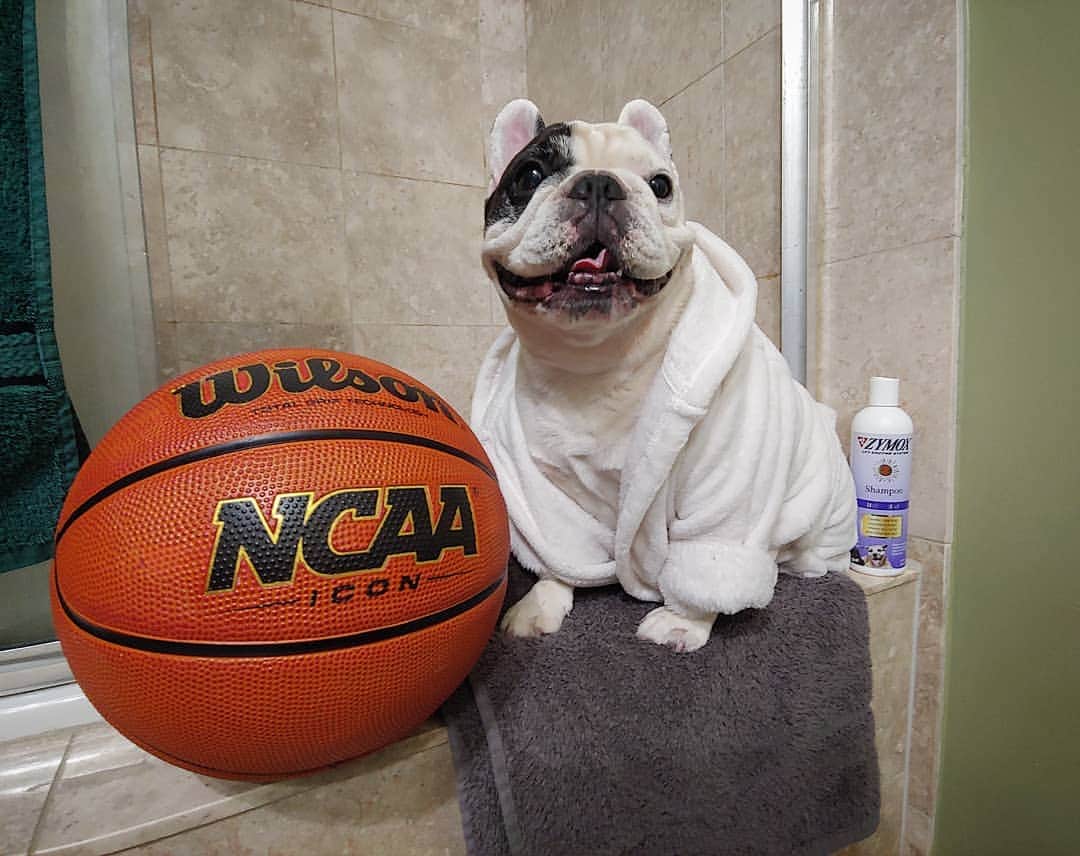 Manny The Frenchieのインスタグラム：「These games are so exciting! Quick Zymox bathtime at halftime!! Did you guys know @zymox_official shampoo is pure and gentle enough for puppies and kittens, does not contain harsh detergents, steroids, or petroleum by-products, calms and soothes itchy allergy prone skin AND provides natural inflammation relief! Plus it smells awesome! . 🏀Wanna WIN some?! Comment your game predictions and tag a friend for a chance to win a bottle of ZYMOX Shampoo! One random winner will be chosen after the game! 😃🛀🏀 #ZYMOXShampoo #ZYMOX20thAnniversary #ZYMOXMarchMadnessGiveaway」