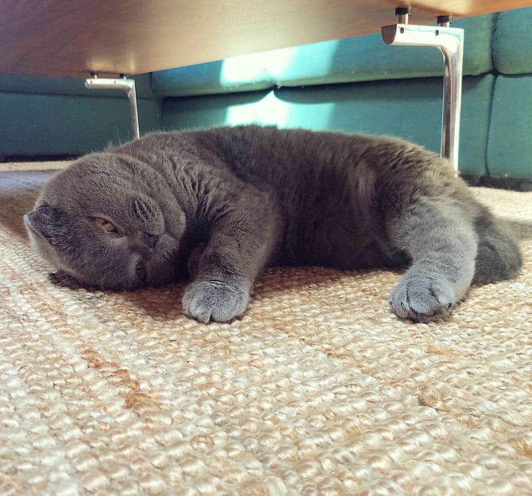 Baconのインスタグラム：「What?! Don’t tell me it’s Monday already!!! 🙀🙀🙀 #Monday #mondaymotivation #catlife」