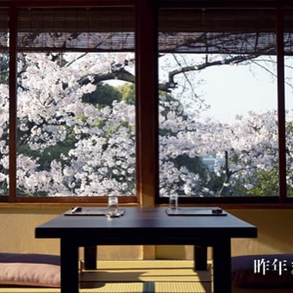 八芳園さんのインスタグラム写真 - (八芳園Instagram)「【Spring Festival 2019「粋」、3月21日スタート！】 吉野桜も、間もなく開花！ この春、心意気が咲き誇る。  今日にも九州で、今週末には都内で染井吉野の開花が予想されており、 いよいよ「春」がやってきます。 八芳園でも三春の滝桜・吉野桜・しだれ桜・八重桜や御衣黄など約85本の桜が順次開花し庭園が華やかに色づく季節がやってきます。  3月21日(祝木)からは、「夜桜の特別ライトアップ」がスタートし、 料亭・レストランでもお花見とともに味わう特別メニューが登場します。  春だから、食べて学びたい！そんな方におすすめのイベントも開催。 語る野菜に、語るワイン「美食縦断2019－大江戸ー」。 東京初のワイン醸造施設「東京ワイナリー」のワインと、 東京国分寺の小坂農園の「江戸野菜」を愉しみます。  いい酒に、いい話。他に何がいる。 「蔵元と愉しむ銘酒夜会」 東京の蔵元「田村酒造場」をお迎えして代々続く酒造りのお話と 一夜限りのお料理を味わいます。  やっぱりお花見はワイワイ、飲んで食べて踊って楽しみたい！ そんな方には、今年もやります「桜花爛漫祭2019」。 屋台料理・和菓子に抹茶・阿波踊り・満開の桜の木の下での食前酒などなど とにかくお花見を大いに楽しみましょう！  人よ、桜が見惚れるほど咲き誇れ。 心意気よ、桜が見惚れるほど咲き誇れ。 桜満開、人満開。 Spring Festival 粋 2019、間もなく開園です！ [Spring Festival 粋 2019] http://www.happo-en.com/event/springfestival2019/ 【Spring Festival 2019　“Iki” starting on Mar 21! 】 Yoshino-zakura is about to bloom! This spring, the spirit is full of bloom.  Somei-Yoshino is forecasted to bloom on this weekend and finally ‘spring’ has come. Also in Happo-en, about 85 trees of cherry blossoms such as Miharu-no-Taki, Yoshino, Shidare, Yae, and Gyoikoh, will be blooming in order and the season when the garden will be colorful gorgeously is coming.  From March, 21st,” Special illumination of sakura in the night” will be starting and special menus to enjoy with a view of cherry blossoms will be appearing in the restaurants.  People, bloom well as cherry blossoms admire you. Spirits, bloom as cherry blossoms admire you. Full bloom of cherry blossoms, full bloom of people.  Spring Festival Iki 2019 is opening soon! 【Spring Festival Iki 2019】 http://www.happo-en.com/event/springfestival2019/  #桜 #春 #花見 #お花見 #夜桜 #夜桜ライトアップ #ライトアップ #染井吉野 #八芳園 #日本庭園 #庭園 #東京ワイナリー #ワイン #日本酒 #酒 #イベント #happoen #spring #sakura #garden #tokyo」3月18日 6時20分 - happoen