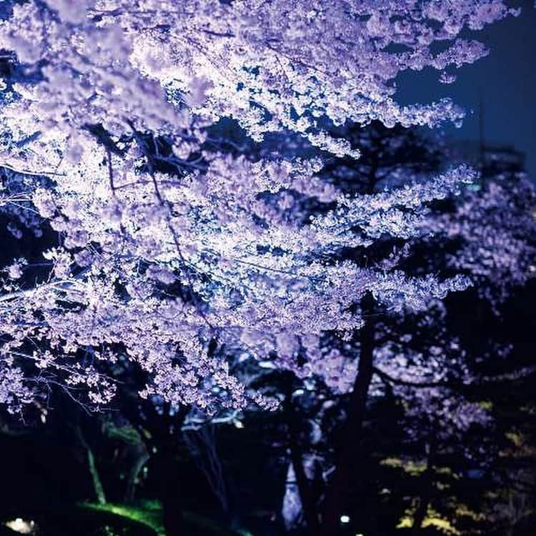 八芳園さんのインスタグラム写真 - (八芳園Instagram)「【Spring Festival 2019「粋」、3月21日スタート！】 吉野桜も、間もなく開花！ この春、心意気が咲き誇る。  今日にも九州で、今週末には都内で染井吉野の開花が予想されており、 いよいよ「春」がやってきます。 八芳園でも三春の滝桜・吉野桜・しだれ桜・八重桜や御衣黄など約85本の桜が順次開花し庭園が華やかに色づく季節がやってきます。  3月21日(祝木)からは、「夜桜の特別ライトアップ」がスタートし、 料亭・レストランでもお花見とともに味わう特別メニューが登場します。  春だから、食べて学びたい！そんな方におすすめのイベントも開催。 語る野菜に、語るワイン「美食縦断2019－大江戸ー」。 東京初のワイン醸造施設「東京ワイナリー」のワインと、 東京国分寺の小坂農園の「江戸野菜」を愉しみます。  いい酒に、いい話。他に何がいる。 「蔵元と愉しむ銘酒夜会」 東京の蔵元「田村酒造場」をお迎えして代々続く酒造りのお話と 一夜限りのお料理を味わいます。  やっぱりお花見はワイワイ、飲んで食べて踊って楽しみたい！ そんな方には、今年もやります「桜花爛漫祭2019」。 屋台料理・和菓子に抹茶・阿波踊り・満開の桜の木の下での食前酒などなど とにかくお花見を大いに楽しみましょう！  人よ、桜が見惚れるほど咲き誇れ。 心意気よ、桜が見惚れるほど咲き誇れ。 桜満開、人満開。 Spring Festival 粋 2019、間もなく開園です！ [Spring Festival 粋 2019] http://www.happo-en.com/event/springfestival2019/ 【Spring Festival 2019　“Iki” starting on Mar 21! 】 Yoshino-zakura is about to bloom! This spring, the spirit is full of bloom.  Somei-Yoshino is forecasted to bloom on this weekend and finally ‘spring’ has come. Also in Happo-en, about 85 trees of cherry blossoms such as Miharu-no-Taki, Yoshino, Shidare, Yae, and Gyoikoh, will be blooming in order and the season when the garden will be colorful gorgeously is coming.  From March, 21st,” Special illumination of sakura in the night” will be starting and special menus to enjoy with a view of cherry blossoms will be appearing in the restaurants.  People, bloom well as cherry blossoms admire you. Spirits, bloom as cherry blossoms admire you. Full bloom of cherry blossoms, full bloom of people.  Spring Festival Iki 2019 is opening soon! 【Spring Festival Iki 2019】 http://www.happo-en.com/event/springfestival2019/  #桜 #春 #花見 #お花見 #夜桜 #夜桜ライトアップ #ライトアップ #染井吉野 #八芳園 #日本庭園 #庭園 #東京ワイナリー #ワイン #日本酒 #酒 #イベント #happoen #spring #sakura #garden #tokyo」3月18日 6時20分 - happoen