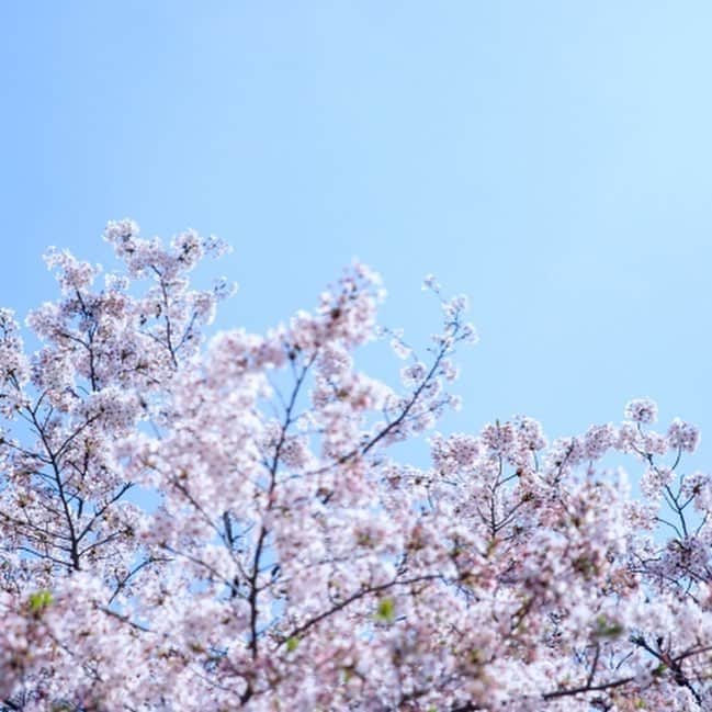 八芳園さんのインスタグラム写真 - (八芳園Instagram)「【Spring Festival 2019「粋」、3月21日スタート！】 吉野桜も、間もなく開花！ この春、心意気が咲き誇る。  今日にも九州で、今週末には都内で染井吉野の開花が予想されており、 いよいよ「春」がやってきます。 八芳園でも三春の滝桜・吉野桜・しだれ桜・八重桜や御衣黄など約85本の桜が順次開花し庭園が華やかに色づく季節がやってきます。  3月21日(祝木)からは、「夜桜の特別ライトアップ」がスタートし、 料亭・レストランでもお花見とともに味わう特別メニューが登場します。  春だから、食べて学びたい！そんな方におすすめのイベントも開催。 語る野菜に、語るワイン「美食縦断2019－大江戸ー」。 東京初のワイン醸造施設「東京ワイナリー」のワインと、 東京国分寺の小坂農園の「江戸野菜」を愉しみます。  いい酒に、いい話。他に何がいる。 「蔵元と愉しむ銘酒夜会」 東京の蔵元「田村酒造場」をお迎えして代々続く酒造りのお話と 一夜限りのお料理を味わいます。  やっぱりお花見はワイワイ、飲んで食べて踊って楽しみたい！ そんな方には、今年もやります「桜花爛漫祭2019」。 屋台料理・和菓子に抹茶・阿波踊り・満開の桜の木の下での食前酒などなど とにかくお花見を大いに楽しみましょう！  人よ、桜が見惚れるほど咲き誇れ。 心意気よ、桜が見惚れるほど咲き誇れ。 桜満開、人満開。 Spring Festival 粋 2019、間もなく開園です！ [Spring Festival 粋 2019] http://www.happo-en.com/event/springfestival2019/ 【Spring Festival 2019　“Iki” starting on Mar 21! 】 Yoshino-zakura is about to bloom! This spring, the spirit is full of bloom.  Somei-Yoshino is forecasted to bloom on this weekend and finally ‘spring’ has come. Also in Happo-en, about 85 trees of cherry blossoms such as Miharu-no-Taki, Yoshino, Shidare, Yae, and Gyoikoh, will be blooming in order and the season when the garden will be colorful gorgeously is coming.  From March, 21st,” Special illumination of sakura in the night” will be starting and special menus to enjoy with a view of cherry blossoms will be appearing in the restaurants.  People, bloom well as cherry blossoms admire you. Spirits, bloom as cherry blossoms admire you. Full bloom of cherry blossoms, full bloom of people.  Spring Festival Iki 2019 is opening soon! 【Spring Festival Iki 2019】 http://www.happo-en.com/event/springfestival2019/  #桜 #春 #花見 #お花見 #夜桜 #夜桜ライトアップ #ライトアップ #染井吉野 #八芳園 #日本庭園 #庭園 #東京ワイナリー #ワイン #日本酒 #酒 #イベント #happoen #spring #sakura #garden #tokyo」3月18日 6時20分 - happoen
