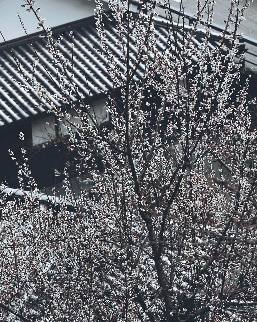 Koichiさんのインスタグラム写真 - (KoichiInstagram)「. . 白梅 | White plum . . #BeautifulJapan #賀名生梅林 #奈良 #Nata .」3月17日 21時29分 - koichi1717