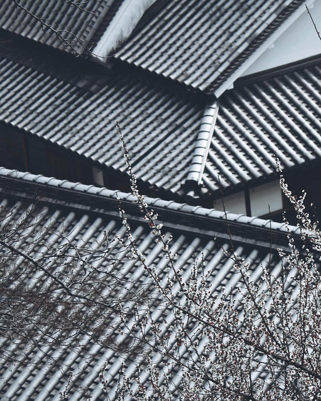 Koichiのインスタグラム：「. . 白梅 | White plum . . #BeautifulJapan #賀名生梅林 #奈良 #Nata .」
