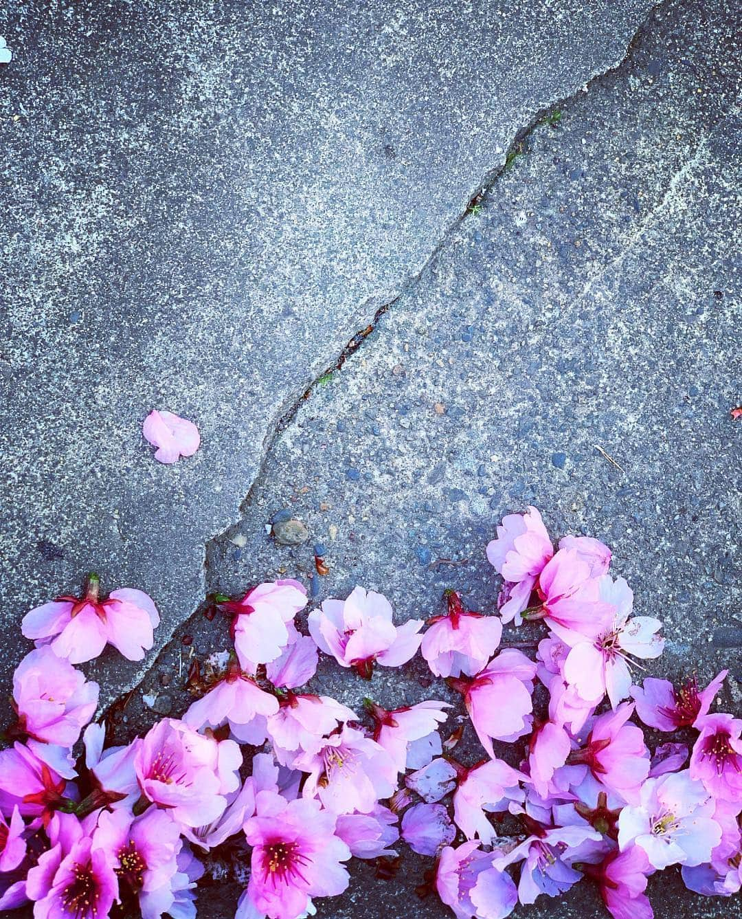 澤田友美さんのインスタグラム写真 - (澤田友美Instagram)「. 好きな季節がきたー🌸🌸🌸 . . #sakura#cherryblossom#tokyo#japan#桜」3月17日 21時33分 - tomomi__sawada