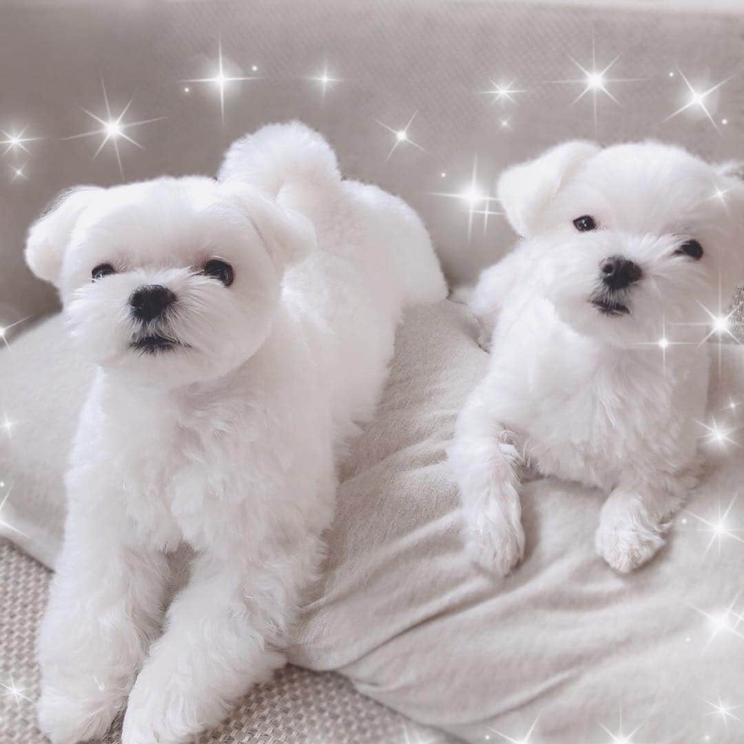 おかゆ & おもちさんのインスタグラム写真 - (おかゆ & おもちInstagram)「...🐶✨🐶..・.✂︎ . . 昨日トリミングしてもらった、 マルチーズ全裸兄妹😆✨✨ . ふわもこ〜〜😌💓💓 . .  @dogsalon_yuya さん、いつもありがとうございます🙇🏻‍♀️💕 . . . ❤︎ . #maltese #malteseofinstagram #happydog #dogsmile #doglove #doglover #doglife #dogsofinstagram #dogstagram #instadog #lovedogs #ilovemydog #cutedog #west_dog_japan #dogoftheday #멍스타그램 . #okayusan #マルチーズ #エブリドッグ #癒しわんこ #わんこ #愛犬 #大好き #かわいい #pecoいぬ部 #スリアロワクワク #スリーアローズファン #みんなのわんこ #トリミングしたて #ふわもこ」3月17日 21時44分 - okayuchan0421