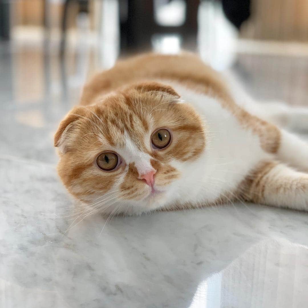 HIKAKINのインスタグラム：「透明感のあるまるお。 綺麗なまるお。 🥺💕 #まるお #猫」