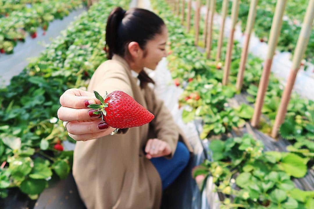 佐藤あずみのインスタグラム：「ツンデレ彼女といちご狩りデートなうー🍓✨に使っていーよー？ . #デートなうに使っていいよ #使わないんでしょ #知ってるよー #いちご狩り#ちーばべりー #小山ファーム #🍓 #苺 #strawberry #strawberrypicking #yummy #juicy」