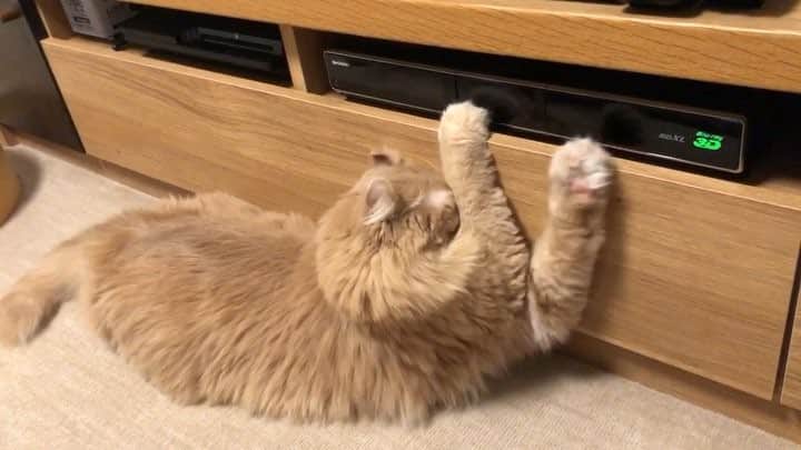 のインスタグラム：「泥棒猫の一部始終👀 #その左手は何 ⁉️ ※引き出し開けるの初めて見た🤣 #器用な猫 🤣 ※長かったので前半早送り ⏩ ⁑ 🦊みるく 『おねーたん！ここに宝物が入ってるの知ってるー？』 🦁ちょこ 『取ってあげるから 姉ちゃんに任しときー！』 #妹思い ❤️ ⁑ #ちょこの左手シリーズ #Mysterylefthand🦁 ⁑ 🦁ちょこ♀choco #泥棒猫 #いたずら猫 #引き出し開ける猫  ブラッシングしてもすぐボサボサ #americancurl #アメリカンカール 🦊みるく♀milk #ラグドール #Ragdoll」