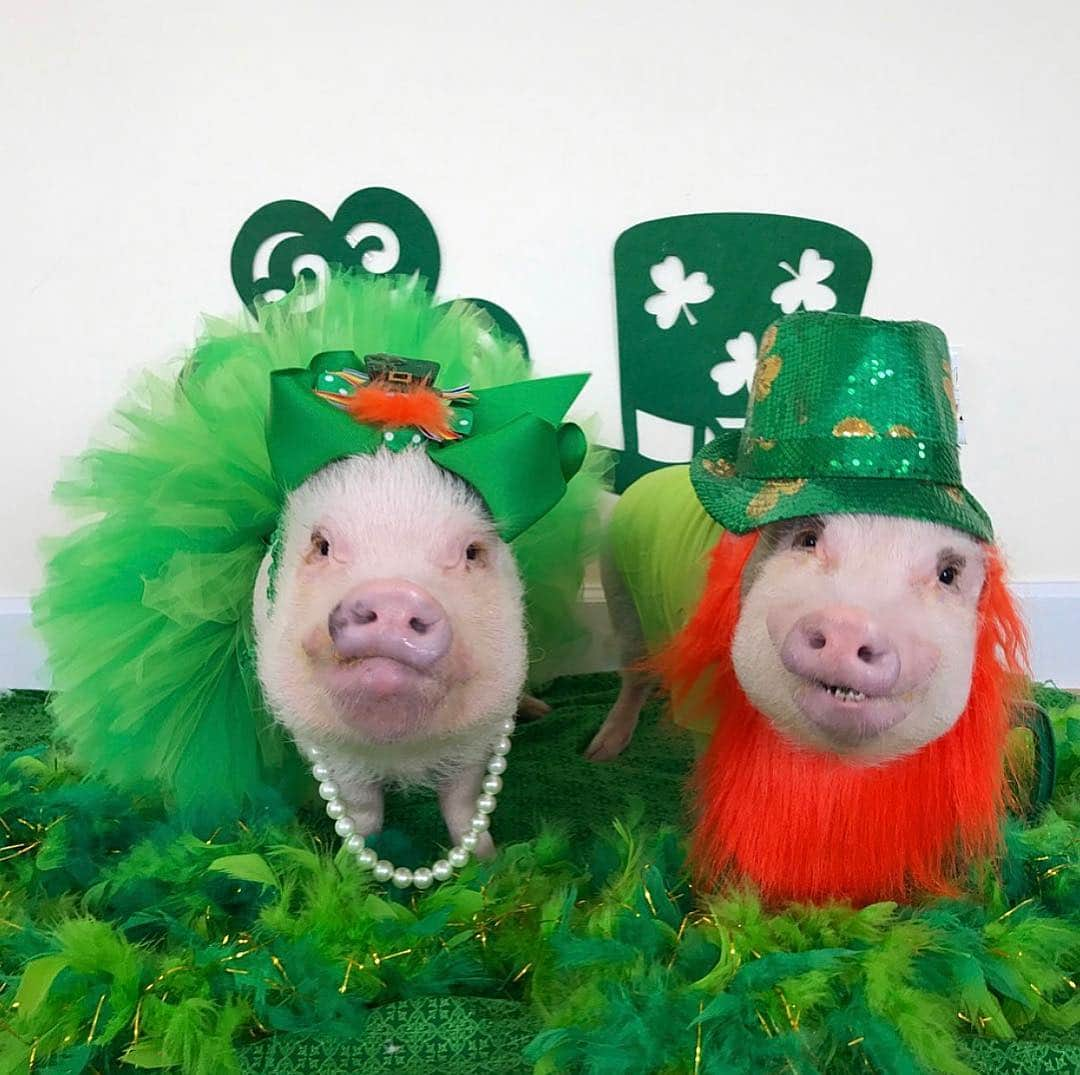 Priscilla and Poppletonさんのインスタグラム写真 - (Priscilla and PoppletonInstagram)「Happy St. Patrick’s Day from me and my cheeky leprechaun. Let the shenanigans begin!🐷🍀#stpatricksday #SillyPop #PrissyandPop」3月17日 21時52分 - prissy_pig