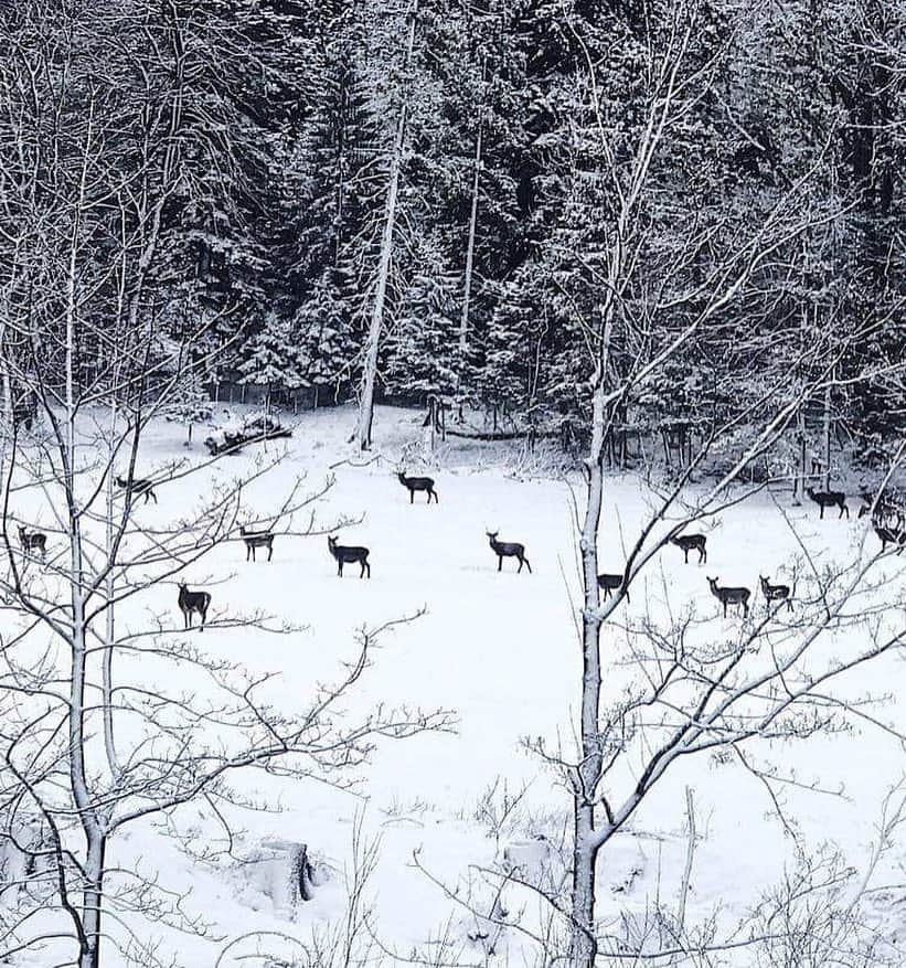 ELLE Polandさんのインスタグラム写真 - (ELLE PolandInstagram)「Tymczasem w Kuźnicach o 6 rano... mamy towarzystwo! #zakopane #kuznice #gory #natura #ktoranowstaje」3月17日 21時59分 - ellepolska