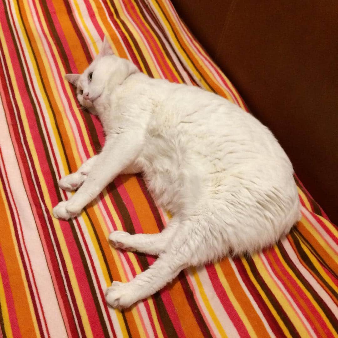 岡田屋鉄蔵のインスタグラム：「お気に召したようでなによりです」