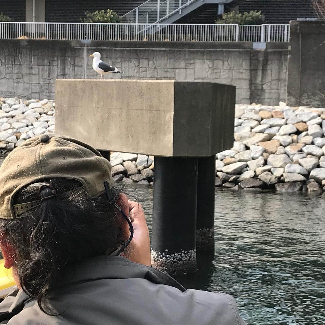 TOKYO WATER TAXIさんのインスタグラム写真 - (TOKYO WATER TAXIInstagram)「東京バードサンクチュアリーツアー。 アオサギ、カワウ、ゆりかもめ、カモ。それぞれ繁殖や子育てシーンなど貴重なシーンに遭遇できます！ 小型のTWT艇は、近くに寄っても鳥達が驚かないので、リラックスした鳥達の姿をゆっくり観察できます^_^  #tokyowatertaxi #水上タクシー #アオサギ #コサギ #カワウ  #子育てシーン #雛鳥可愛い #自然観察 #野鳥 #水鳥 #お台場 #高輪ゲートウェイ駅そば #野鳥の楽園 #バードウォッチ #オリジナルツアー」3月17日 22時20分 - tokyowatertaxi