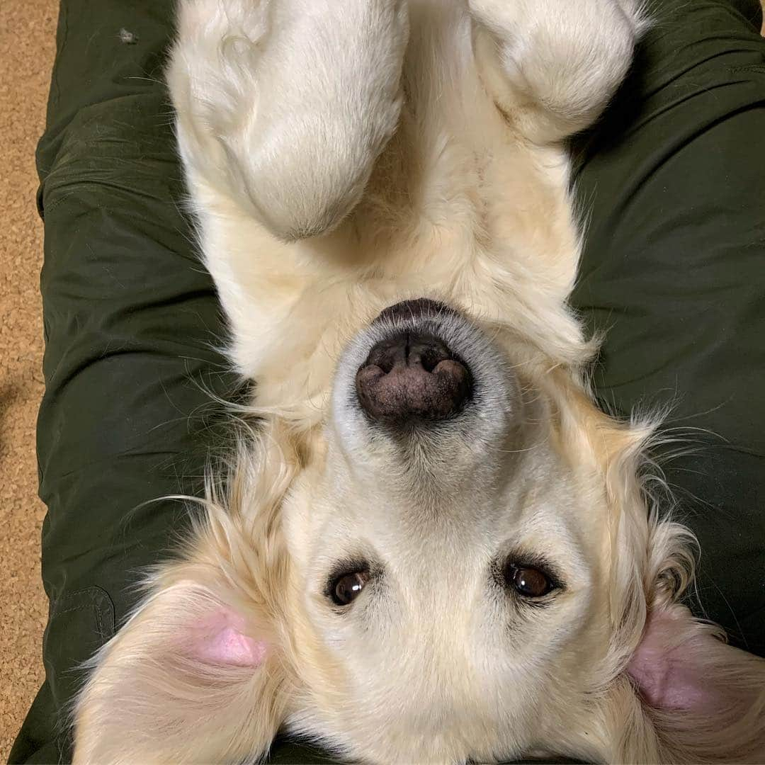 P太郎ママさんのインスタグラム写真 - (P太郎ママInstagram)「ねむれよいこよ〜♬ #ゴールデンレトリバー  #goldenretriever  これって、誰の曲だったっけか？ モーツァルト？ シューベルト？ ブラームス？ いつもごっちゃになる。 やっぱ、竹田の子守唄が一番やね！」3月17日 22時32分 - ptarodada