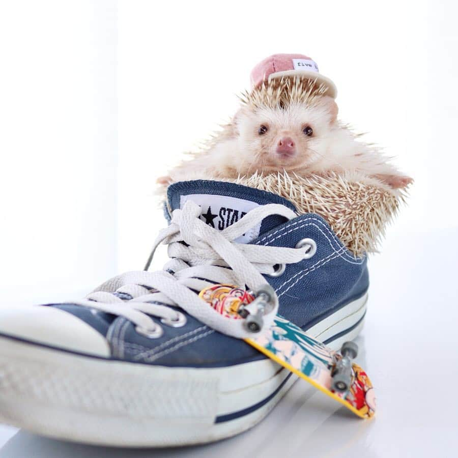 ダーシーさんのインスタグラム写真 - (ダーシーInstagram)「Let's skateboard🦔〜🛹✨ ・ ・ ・ 今日はたくさんのハリちゃんとハリ飼いさん達に会えて、#はりざんまい 🦔🍣な1日でした😊 みなさんありがとうございました🙏🏻✨ ・ @5by5chihiro さんのキャップ🧢」3月17日 22時51分 - darcytheflyinghedgehog