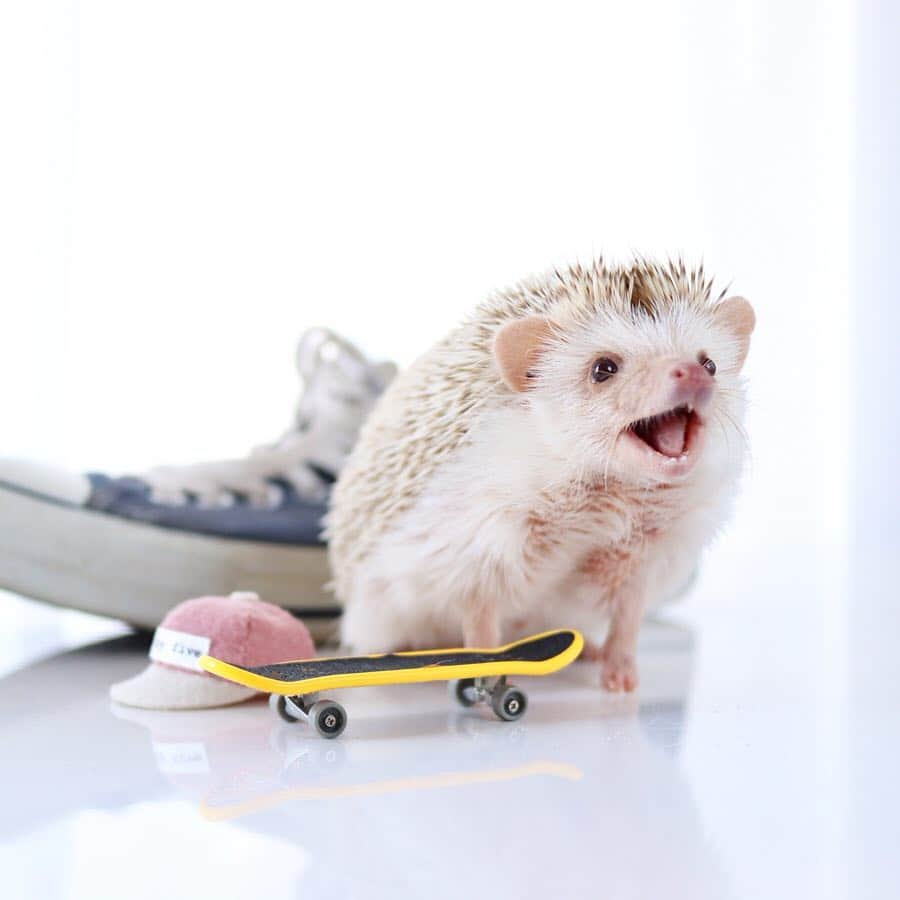 ダーシーさんのインスタグラム写真 - (ダーシーInstagram)「Let's skateboard🦔〜🛹✨ ・ ・ ・ 今日はたくさんのハリちゃんとハリ飼いさん達に会えて、#はりざんまい 🦔🍣な1日でした😊 みなさんありがとうございました🙏🏻✨ ・ @5by5chihiro さんのキャップ🧢」3月17日 22時51分 - darcytheflyinghedgehog