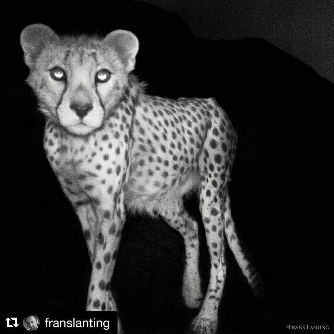 Tim Lamanさんのインスタグラム写真 - (Tim LamanInstagram)「#Repost @franslanting.  I’m sharing this post from fellow @natgeo photographer Frans Lanting to help bring attention to the plight of the endangered Asiatic Cheetah but especially the conservationists working to protect the cheetahs who are now in jail in Iran.  Please take a moment to read the below and help spread this story in a spirit of support. ・・・ Photo by @FransLanting The Asiatic cheetah is facing a death sentence. Fewer than 50 survive—and only in Iran. But some of the best people dedicated to saving these unique cats from extinction are now in jail for their work and may even face the death penalty. They’ve been accused of using camera traps for espionage. But camera traps are only good for one thing—to capture images of animals at close range just like you see here. This rare image of a cheetah in Iran was captured by one of my camera traps while on assignment for @NatGeo. I worked there with permission and support of Iran’s Department of Environment, and with several of the excellent Iranian scientists who have been arrested. They belong to the Persian Wildlife Heritage Foundation, but they worked closely with the government, and yet they are now on trial—for charges that are politically motivated. This is horrible for the individuals involved, but it is also a tragedy for the animal which faces extinction. And that is a great loss for everyone in Iran because the Asiatic cheetah is a powerful symbol for Iran’s unique natural heritage.  If you care about cheetahs in Asia and the plight of the people whose mission is to protect them, please go to the link in my Instagram profile to read the story NatGeo just published and spread the word about it. You can also sign a petition to express your concern at Care2. Search for “conservationists face death penalty in Iran." @hassanrouhani @jzarif @hediyehtehrany @Reza_Kianian_Official @mitra.hajjar @raisi_org @FedericaMog @leonardodicaprio @hope4nature #ConservationIsNotaCrime #FreeIranianConservationists #anyhopefornature #hope4nature ⁩⁩#wildlife #conservation #cheetahs #bigcats  اميد_براى_طبيعت#」3月17日 22時55分 - timlaman