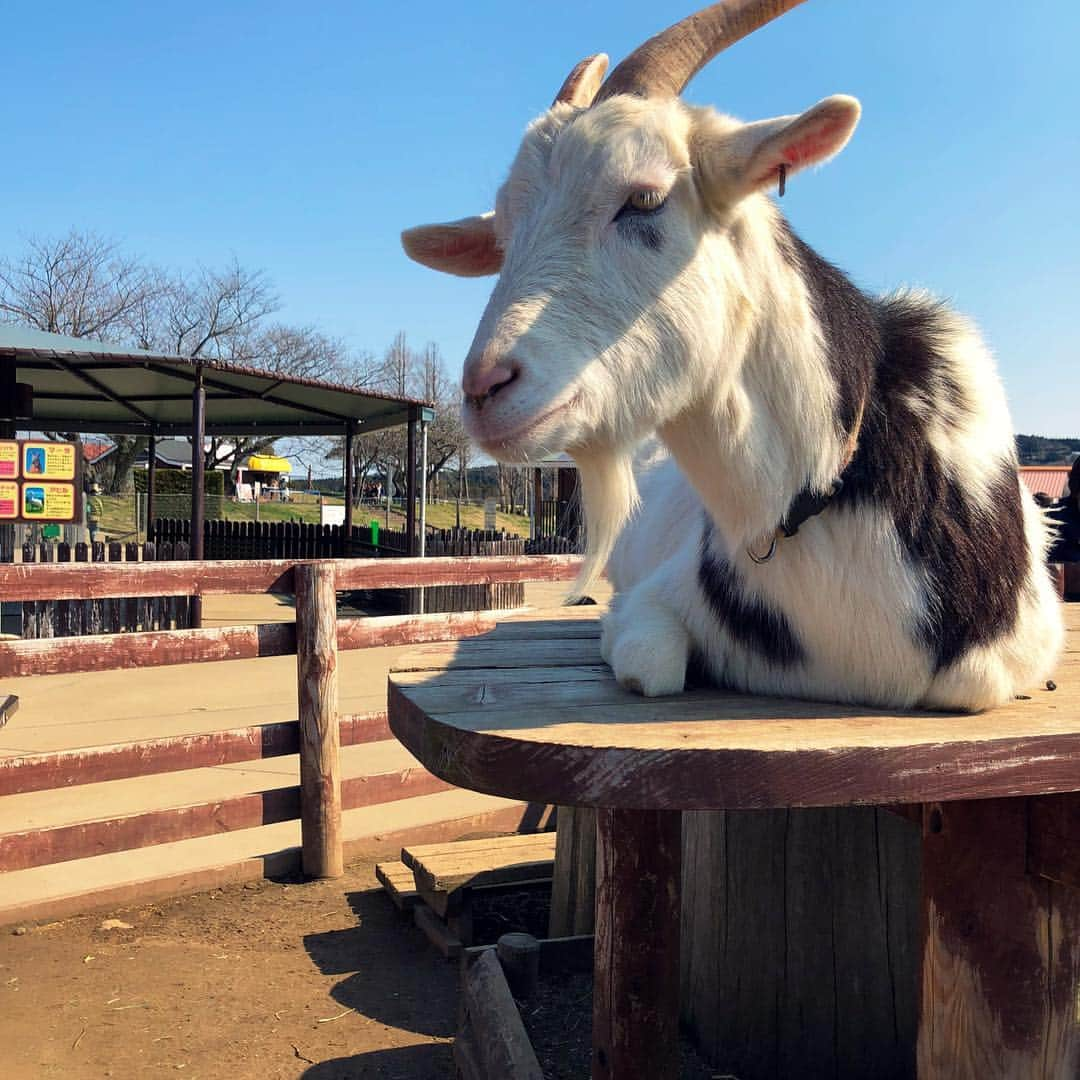 宮崎湧（なのっくす。）さんのインスタグラム写真 - (宮崎湧（なのっくす。）Instagram)「原付ひとり旅。帰りにずっと行ってみたかったマザー牧場に遊びにいきました 記念撮影ブースでぼっちという鬼のようなシチュエーションに顔面が硬直していると カメラマンのお兄さんが赤ん坊などの目線を引くためのガラガラを鳴らして和ませてくれました。 宮崎、満面の笑みをもっていかれる。  たのしかったです。🐮🐴🐷🐔 旅の目的である千葉の君津にある 亀岩の洞窟という  タイミング次第で川の流れの中の岩がハートに見えるとも言われる、所謂インスタ映え洞窟を観に行くために  深夜に出発して日の入りの朝日が絶妙に差し込むタイミングを 1時間ほどその場で待ってみたのですが今日はダメでした。 またリベンジしたいですね ♨️2件ハシゴして 帰路につきます(◜௰◝) #インスタ映え #マザ牧ぼっち参戦。」3月17日 22時58分 - kick_da_nx