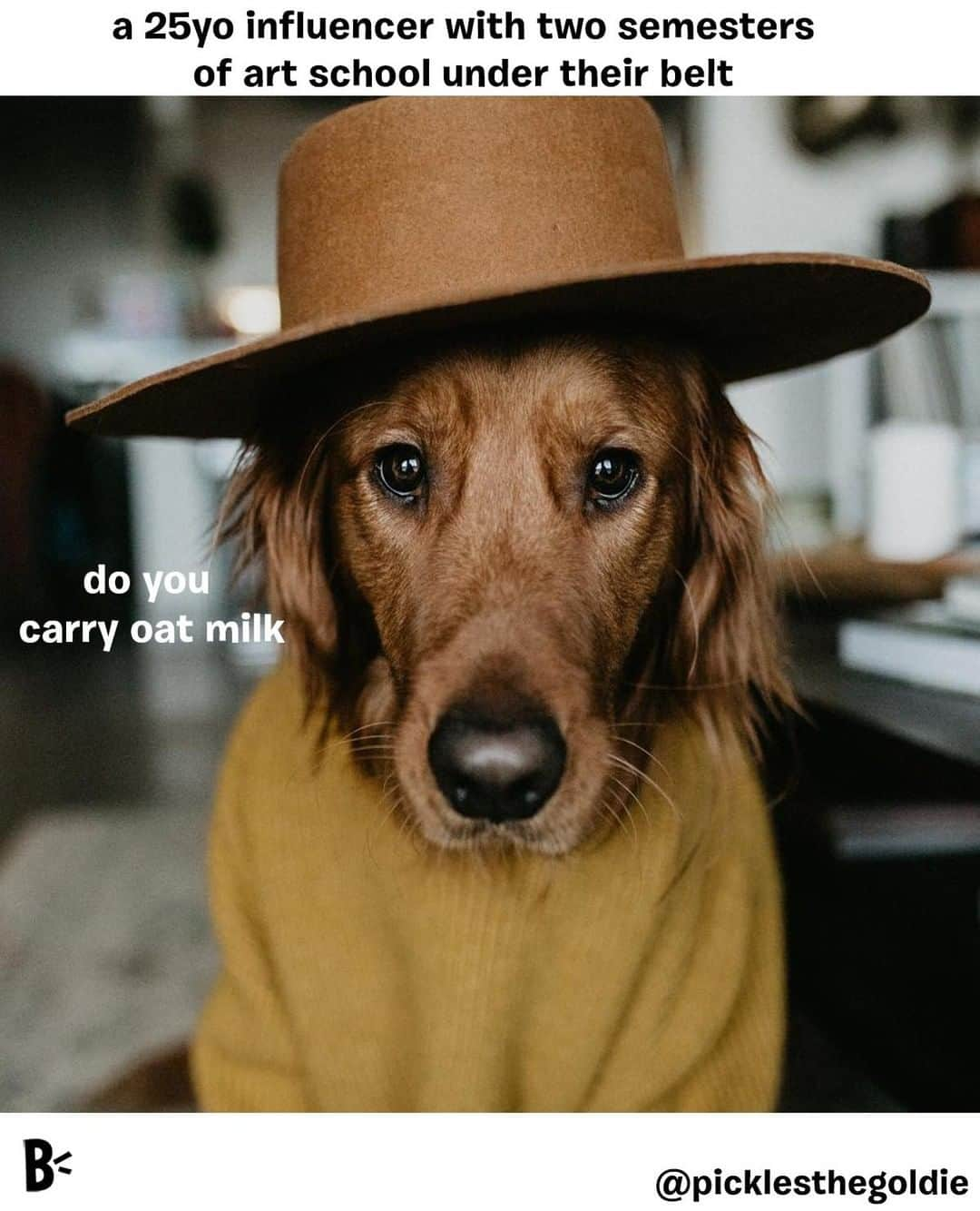 BarkBoxさんのインスタグラム写真 - (BarkBoxInstagram)「EVERYBODY looks more chic in a hat!⁣ @picklesthegoldie」3月17日 23時00分 - barkbox