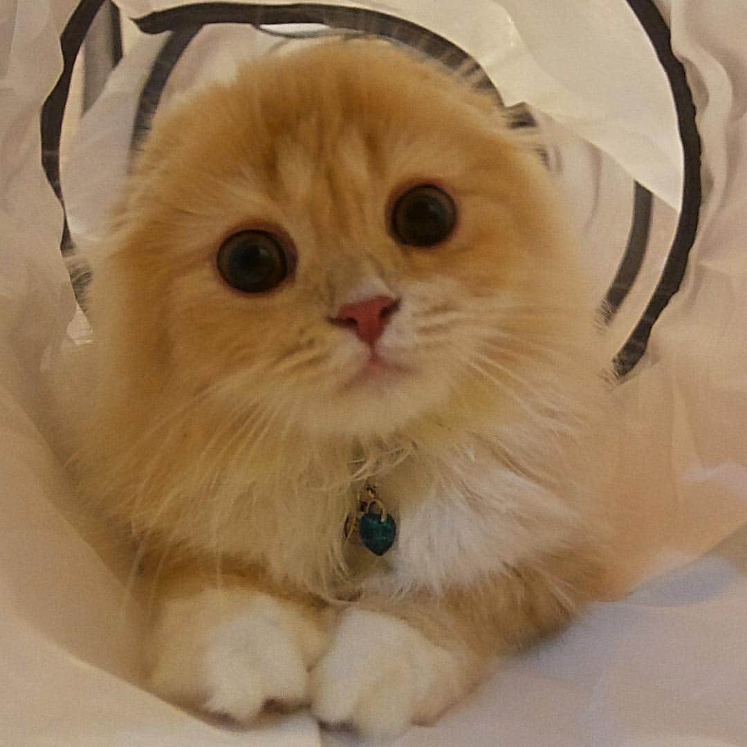 ベルのインスタグラム