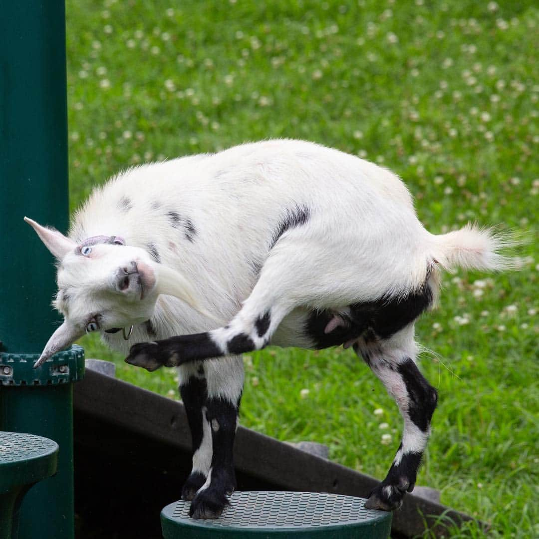 スミソニアン国立動物園さんのインスタグラム写真 - (スミソニアン国立動物園Instagram)「❤️🐐 Goats have specialized hooves for jumping and climbing. To show Zoo visitors our goats’ amazing abilities and intelligence, one of our animal demonstrations focuses on agility training. When a keeper gives the cue, Nigerian dwarf goat Fiesta jumps over a hurdle. Every time she does the correct behavior, she receives carrots as a reward! 📅 Don't miss Kids' Farm keeper talks at 11 a.m. and 1:30 p.m. daily: https://s.si.edu/2h3CN1W.」3月17日 23時06分 - smithsonianzoo