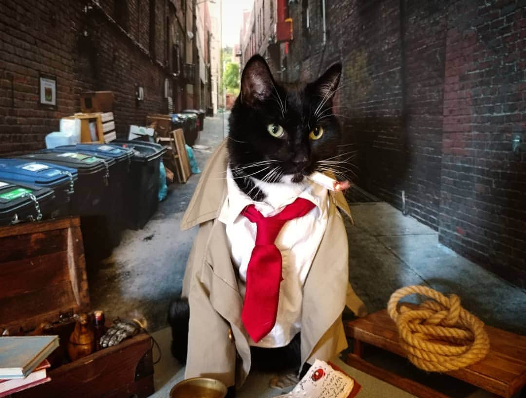 猫コスプレさんのインスタグラム写真 - (猫コスプレInstagram)「"I'm not the nicest moggie you've ever met. But I do me best." . #Constantine #JohnConstantine #CatCosplay . . . . . . . . . #exorcist #dc #dccomics #dccosplay #constantinecosplay #johnconstantinecosplay #catcostume #humor #funny #cats #trenchcoat #cosplay #cosplayersofinstagram #BestCat #purrfect #moggie」3月17日 23時19分 - cat_cosplay