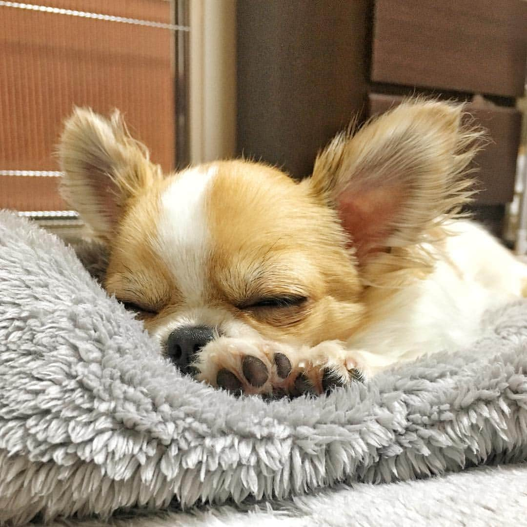 ちまさんのインスタグラム写真 - (ちまInstagram)「Good night🐶💫 ＊ この前ストーリーズで"ネタ切れ！"ってボヤいたら "うちも〜😂！"ってDMが続々と届いて なんか勝手に仲間意識が芽生えました🐶笑 ・ でもみなさんいつも違うロケーションや 素敵なファッションで綺麗な写真撮られてたり ほんとにほんとにすごいです😊✨ いつも楽しませていただいて ありがとうございます❤️ ・ うちは寝てるか舌出してるかの ゆるゆるスタイルですが これからも見てもらえたら嬉しいです😇笑 ੯•́ ੇᎮ ੯•́ ੇᎮ ੯•́ ੇᎮ ੯•́ ੇᎮ ੯•́ ੇᎮ ੯•́ ੇᎮ #chima #ちま #チワワ #chihuahua #ชิวาวา #ふわもこ部 #PECOいぬ部 #sniffandbarkens #WeeklyFluff #cutepetclub #doggy_lovings」3月17日 23時12分 - chima.chihuahua